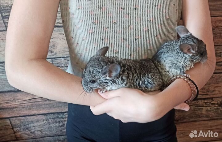 Шиншиллята