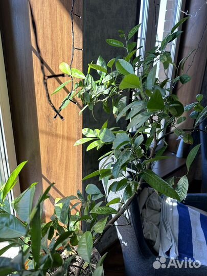 Саженцы мандарина