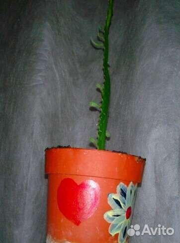 Кактус молочай