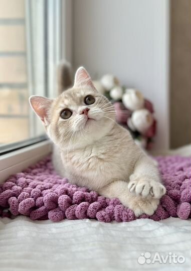 Шикарная кошка золотая лиловая шиншилла су11 шоу