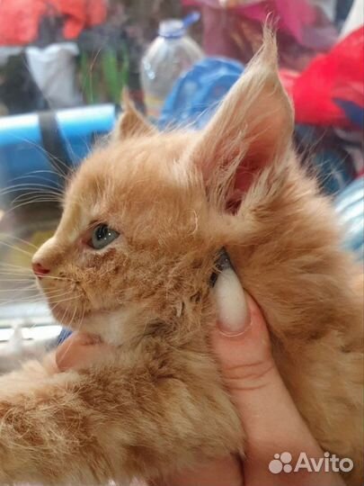 Котята мейн-кун