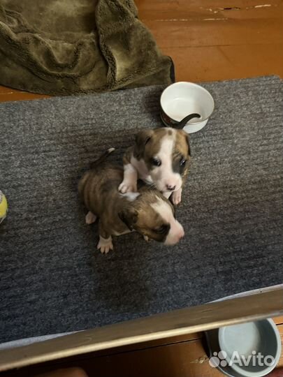 Щенки амстаффа