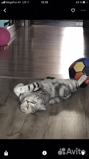 Кот на вязку