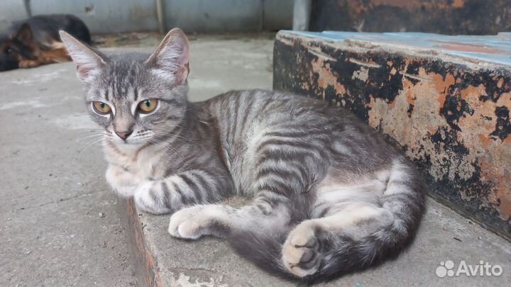 Красавчик ждёт добрую ласковую семью