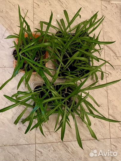 Хлорофитум