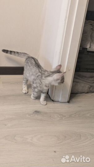 Бенгальские котята