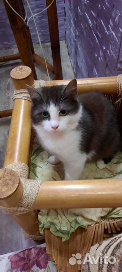 Стерилизованная кошечка 8 месяцев