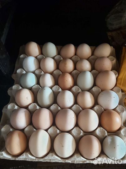Домашние куриные яйца