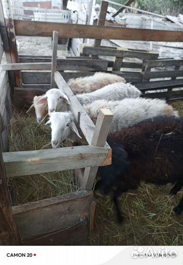 Сельхоз животные