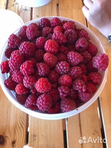 Малина выселки. Авито малина. Закажи малиновые. Малина крупная сладкая. Малина культура.