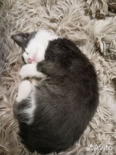 Отдам котенка