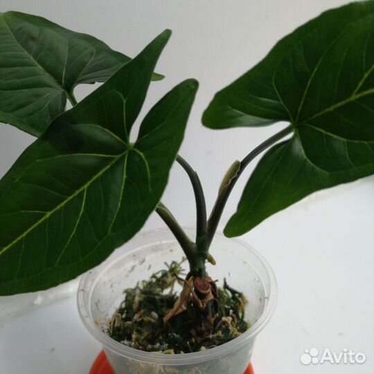 Наборы растений бурле макс вар сингониум ред андер