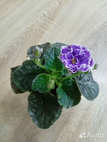 Цветущие фиалки