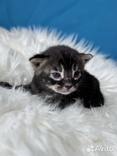 Девочка уголь