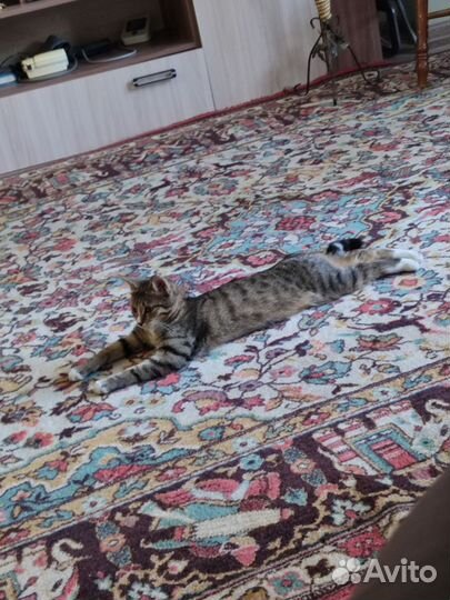 Отдам кошку в добрые руки в связи с переездом