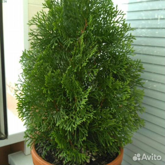 Туя в мультиплатах