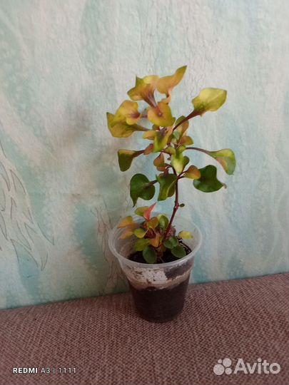 Комнатные растения