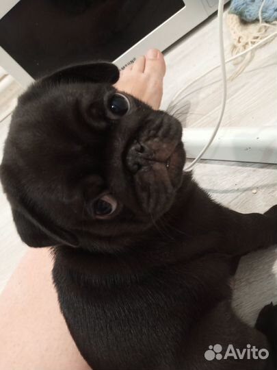 Щенки мопса черные