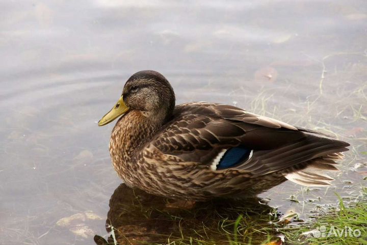 Подсадные утки