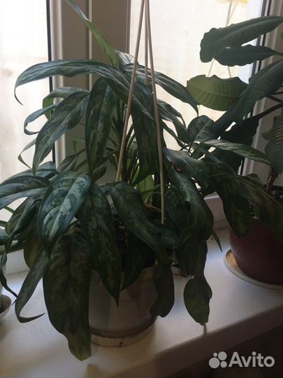 Комнатные цветы