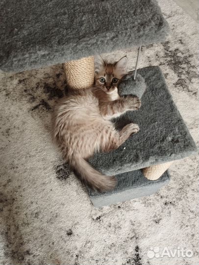 Котенок