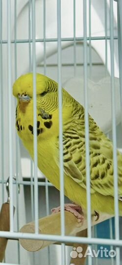 Попугай ввп чех, выставочный, волнистый