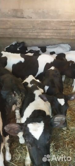 Телята бычки