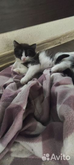 Котята в дар