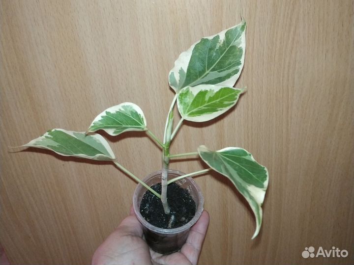 Фикус румфи Вайт (White) вариегатный