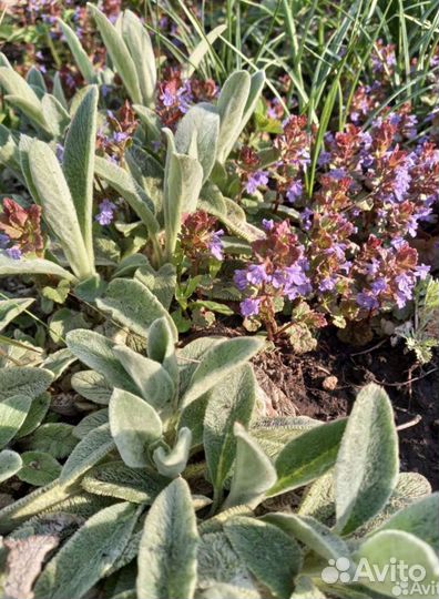 Для альпийских горок и не только