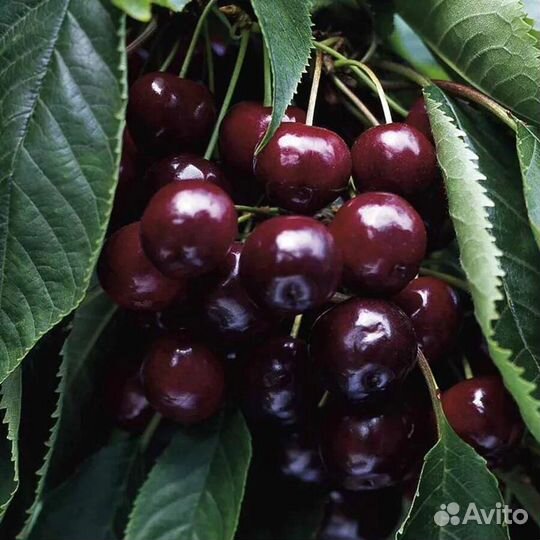 Саженцы черешни