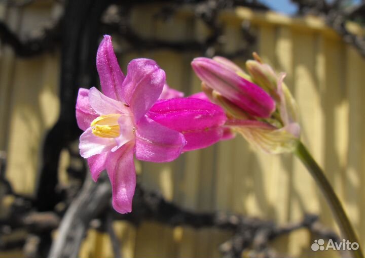 Дихелостемма Пинк Даймонд (луковицы)