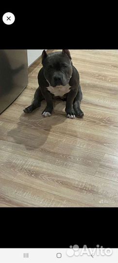 Чудо щенок американский булли