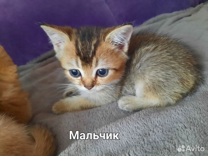 Шотландские малыши