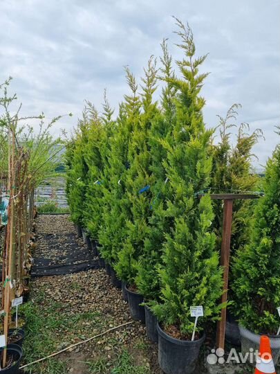 Куприсоципариус голд райдер (крым)