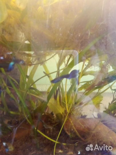 Гуппи подростки