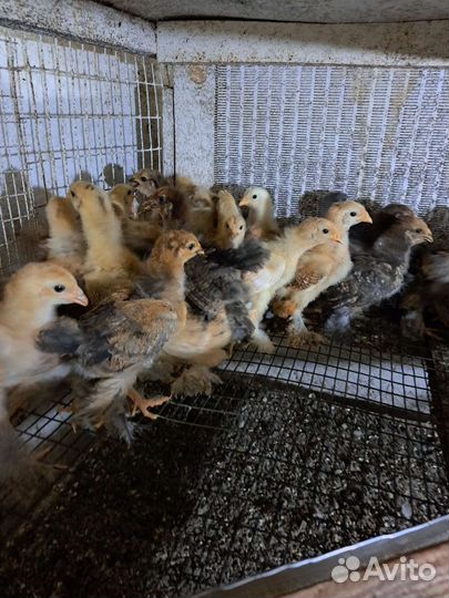 Цыплята суточные