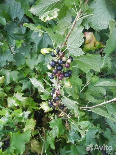 Черная смородина куст