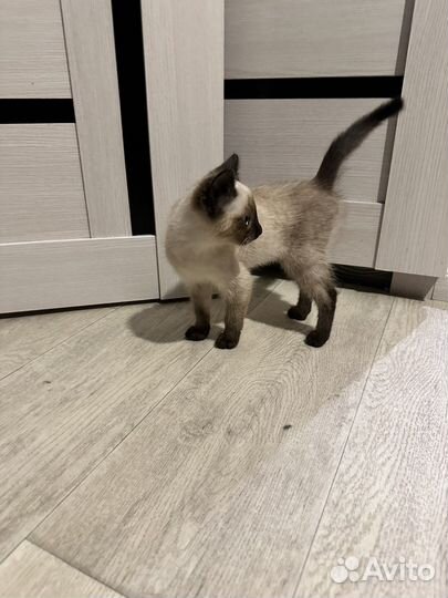 Котенок в добрые руки