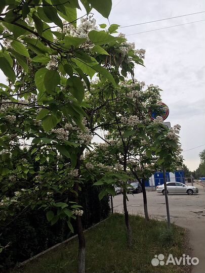 Саженцы катальпы