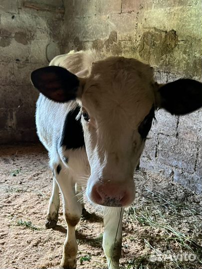 Домашние животные