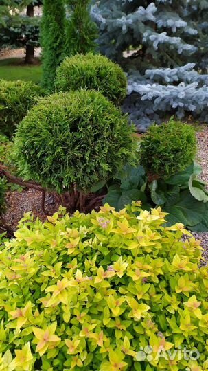 Саженцы декоративных деревьев и кустарников