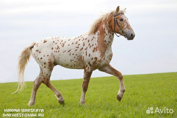 Эксклюзив яркий пони-класс