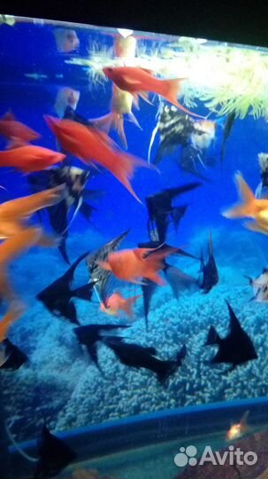 Рыбки опт