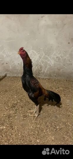 Бойцовые петухи