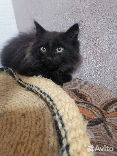 Кошка в дар бесплатно