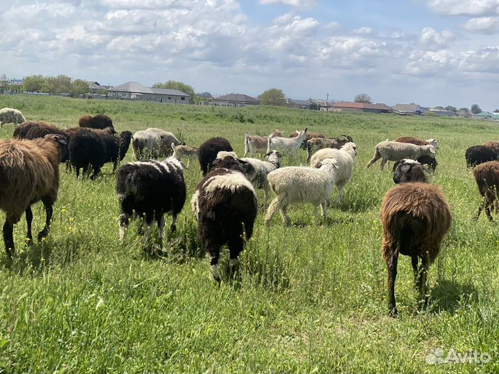 Ягнята баранчики