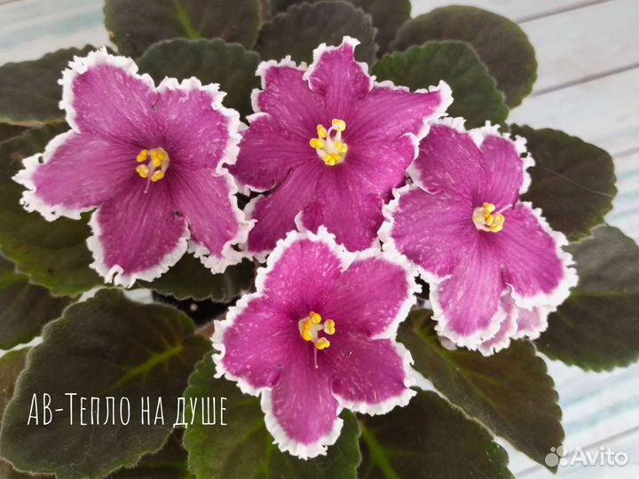 Цветущие фиалки.Детки фиалок сенполий