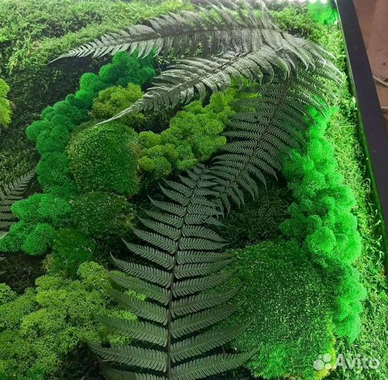 Стена из мха со мхом панно фитостена