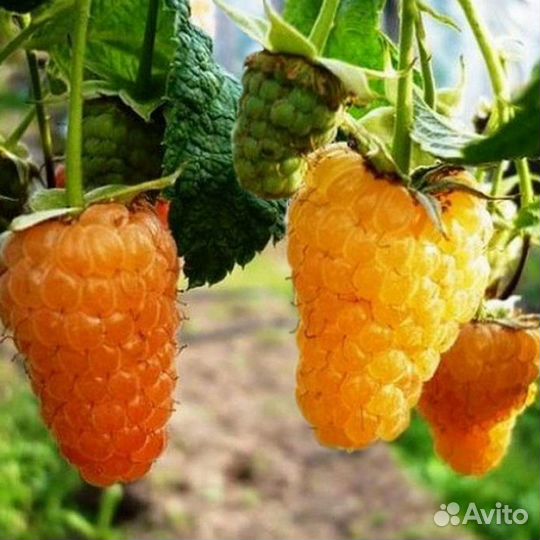 Саженцы малины 